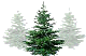Christmas Trees in Snow