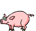 Dancing Pig