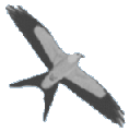 Kite (a bird)