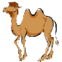 Humpty-backed Camel