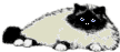 Black Nosed Kitten
