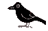 Second Crow