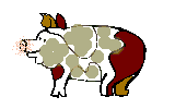 Pig - no tail