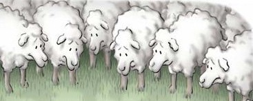 Flock of gentle sheep