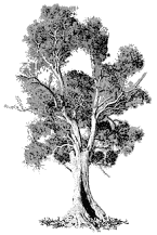 Australian Gum Tree